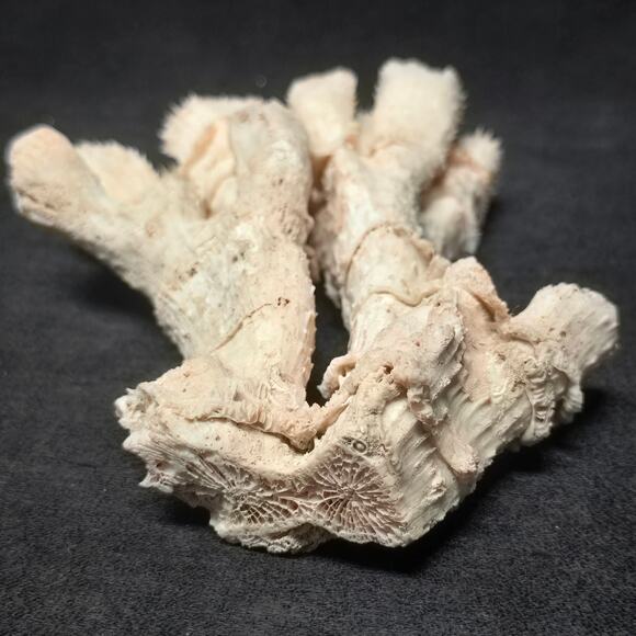 Pink Ocean Coral Reef Pilar Pavona Cactus Natural Ocean Treasure Home Decor - Picture 4 of 16